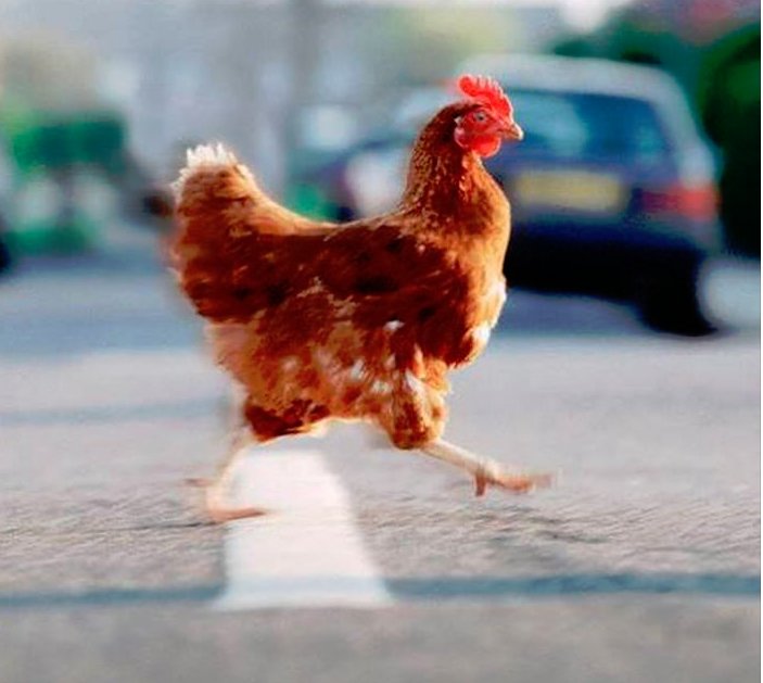 Best chicken road 2 casino in Denmark